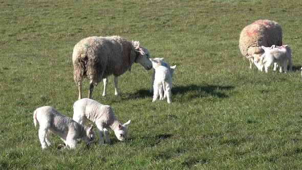 Sheep with Their New Born Lambs During the Lambing Season alt