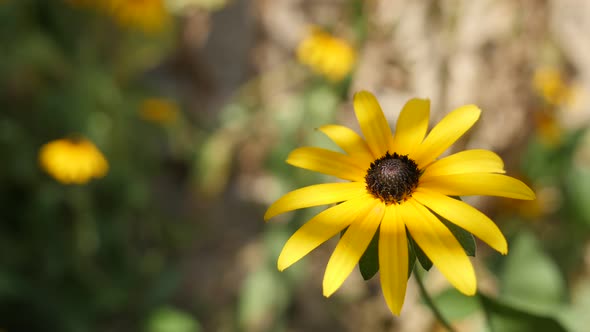 Rudbeckia fulgida Goldsturm flower in the garden 4K video alt