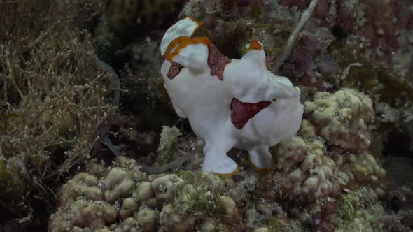 Clown Frogfish (Antennarius maculatus) walking over tropical coral reef alt