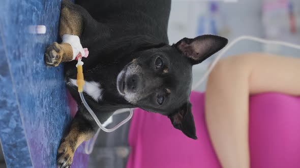 Sick Old Dog Under the Dropper in a Clinic alt