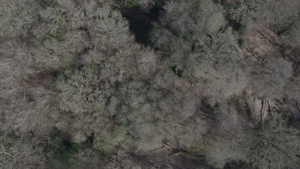 uk, deciduous, aerial view, no leaves, winter, forest, canopy, tree canopy, birds eye view, overhead
