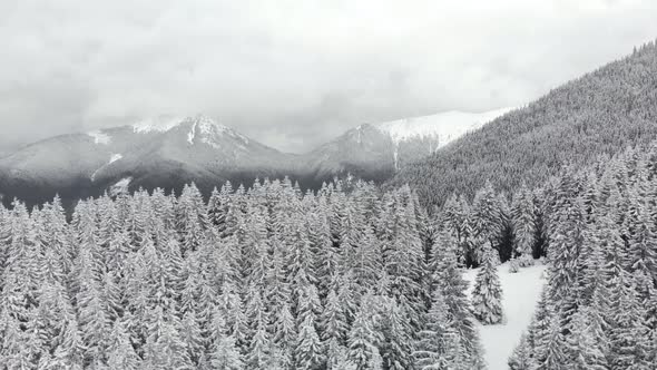 Drone Slider Shot of Winter Pine Forest
