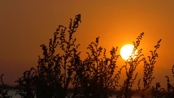 The Wind Sways the Dry Grass Against the Backdrop of a Beautiful Sunset