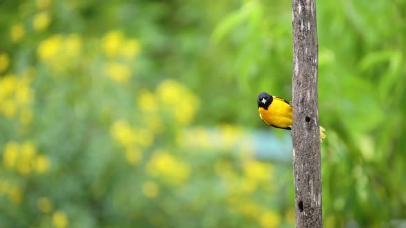 Tropical Bird in Costa Rica, Baltimore Oriel (icterus galbula), Bright Colourful Yellow Bird in Rain alt