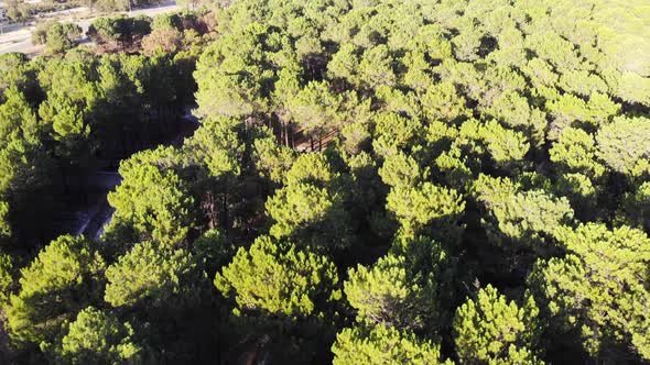Aerial View of a Forest in Australia alt