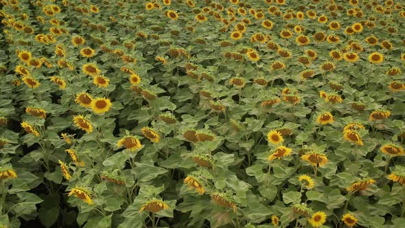 Field Taken From the Air alt