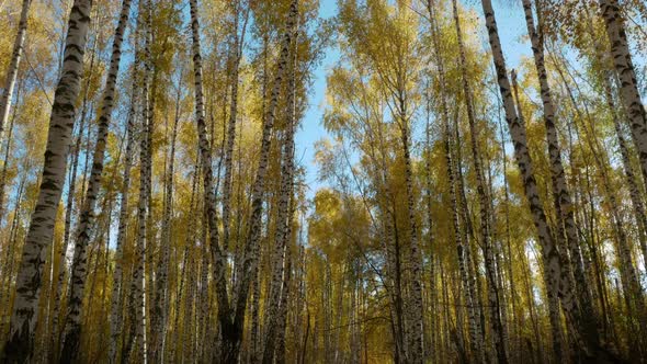 Autumn yellow forest alt