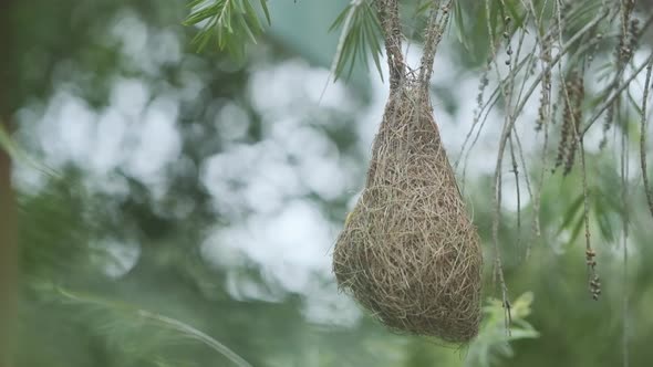 Beautiful Male Baya Weaver bird working on his nest to court mates slow motion alt