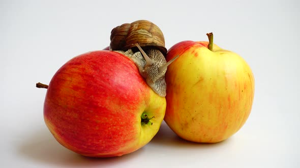 Snail on Apples alt