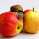 Snail on Apples - VideoHive Item for Sale