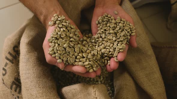 Farmer's Hand in a Bag of Coffee Beans Checks the Harvest alt