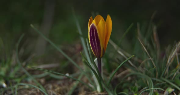 Side View of the Opening of a Yellow Crocus Bud in Natural Conditions Against a Background of Grass