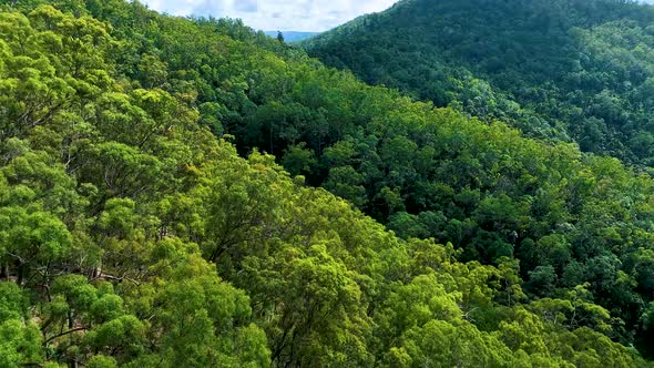 Flying fast just above the dense canopy of seemingly endless ancient forest. alt