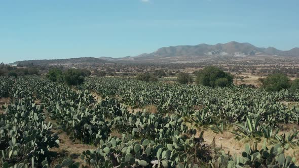 Nopal farm in Mexico. Drone view of opuntia rows with mountain back