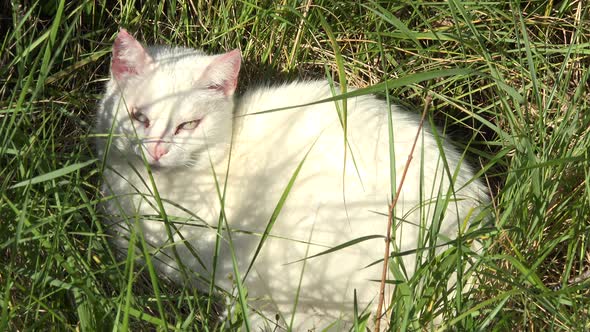 White Cat sleeping in grass