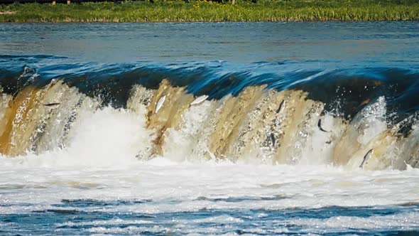 Flying fish in Kuldiga Waterfall on the rapids of Venta