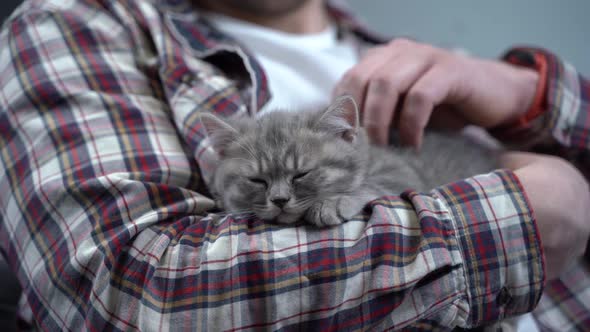 Caucasian Male Holds Small Cute Gray Scottish Straight Kitten in Arms That Falls Asleep at Home on alt