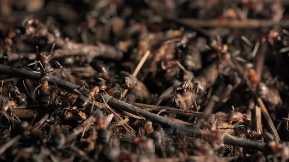 The Work and Life of Ants in an Anthill alt