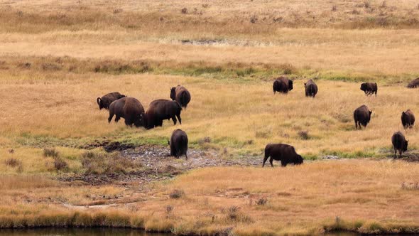 Bison in Yellowstone National Park alt