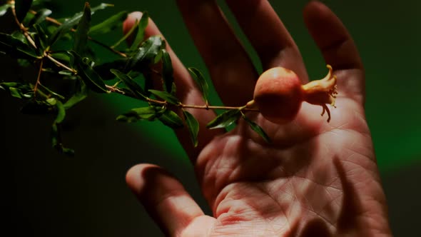 Hand with Tiny Pomegranate Fruit on a Twig alt