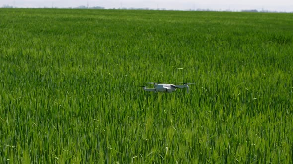 A drone flies over the field. Green field with wheat on a bright sunny day. Close-up