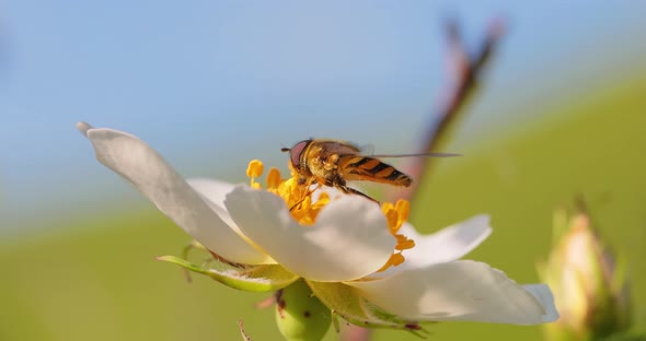 Hoverflies Flower Flies or Syrphid Flies Insect Family Syrphidae alt