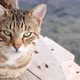 Cute tabby cat is lying down on wooden floor at outside beside sea - VideoHive Item for Sale