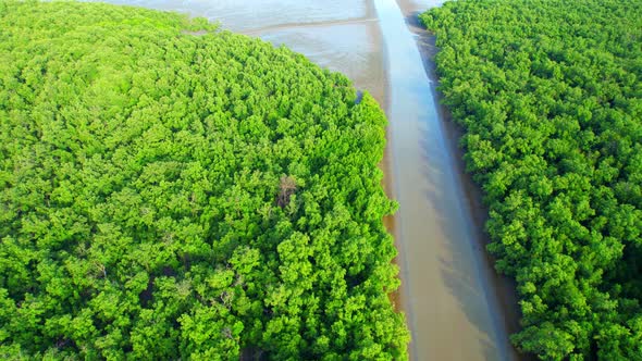 Aerial view over green mangrove forest. nature tropical rainforest alt