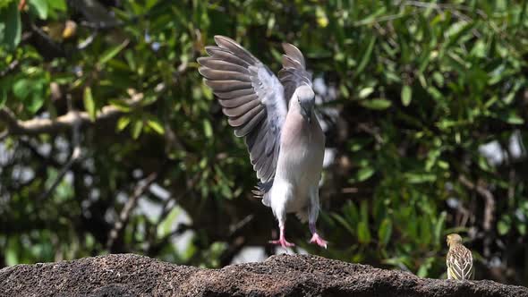 African Mourning Dove, streptopelia decipiens, Adult in flight, Baringo lake in Kenya, slow motion alt