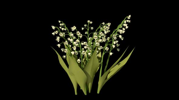 Growing lily of the valley flowers