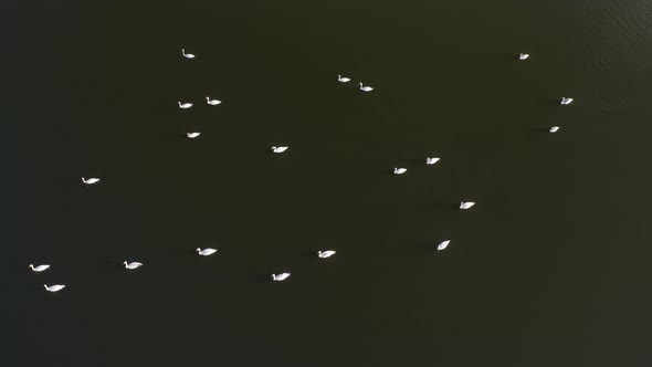 Flight Over Swan Lake alt