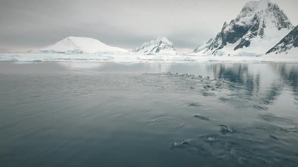 Antarctica Aerial Flight Over Swimming Penguins alt