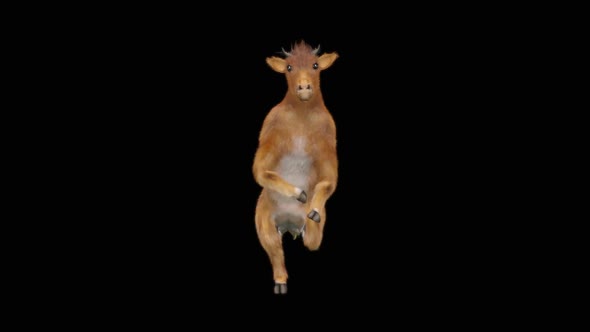 Cow Dance HD alt