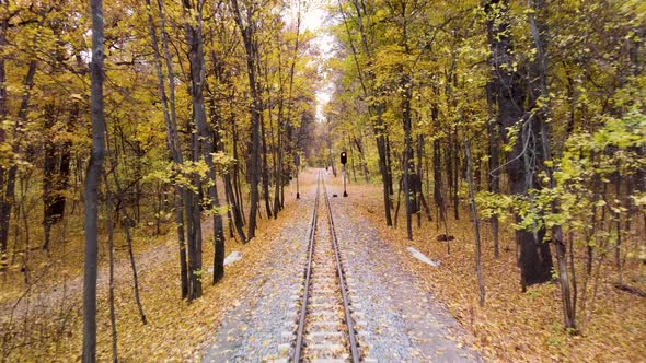 Railway line in vivid yellow leaves, autumn forest