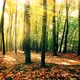 Autumn Forest Foliage on Sunset Background - VideoHive Item for Sale