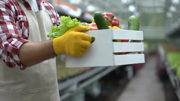 Farmer Giving Box of Organic Vegetables to Buyer, High Quality Farming Products