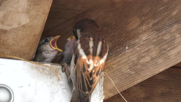 Eurasian Tree Sparrow Bird Feeds Chicks. alt