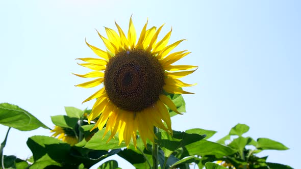 Sunflower on the field with a glare from the sun in the frame. Slow motion. alt