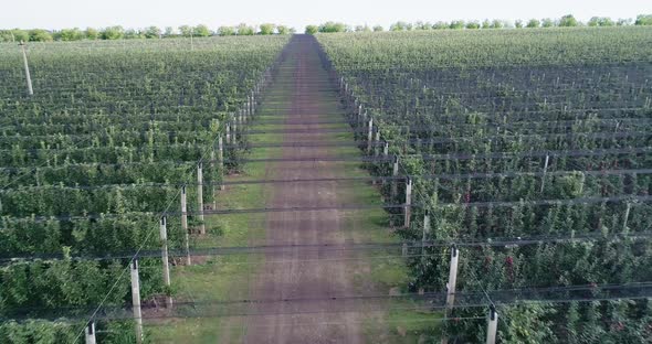 Aerial view of Apple Orchard 2 alt