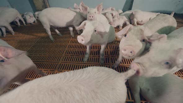 Young Pigs are Being Playful in the Piggery Cote alt