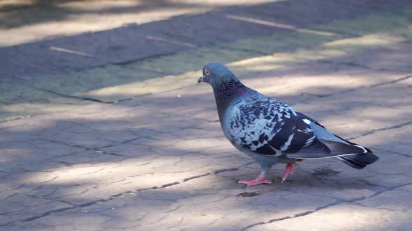Pigeon Looking For Food Among the Plates On the Square