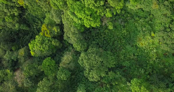 Straight down drone shot of dense green treetops of lighting rainforest in Indonesia alt