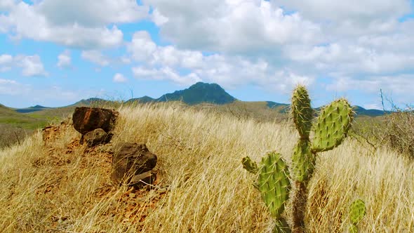 The Beautiful Mount Christoffelberg Behind Cactus And Grass In Curacao - ascending reveal alt