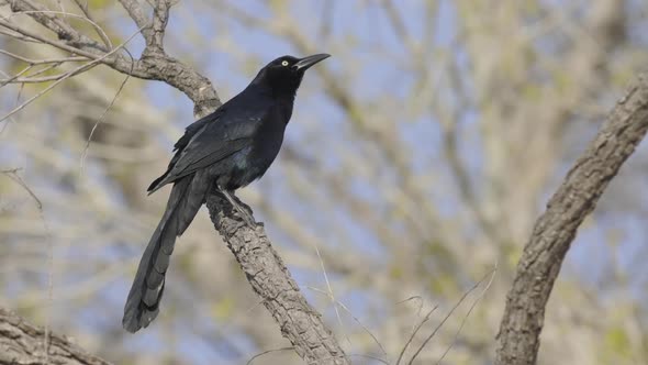 Great Tailed Grackle Perched on Branch Slow Motion