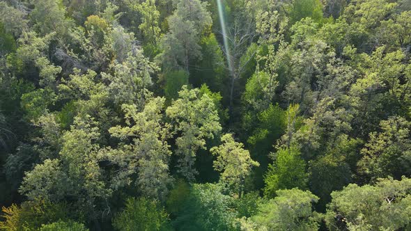 Trees in the Forest Aerial View. Slow Motion alt