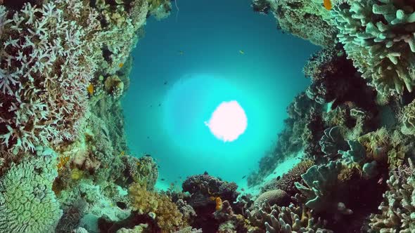 Coral Reef and Tropical Fish. Bohol, Philippines. alt