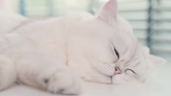 Portrait of comfortable white furry Persian cat lying down on table. alt