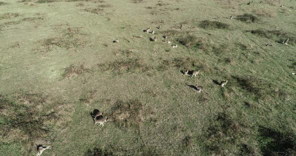 Aerial perspective of kangaroos bouncing toward camera in open grass lands. alt