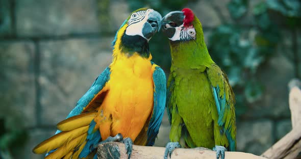 two big colored macaw parrots kiss
