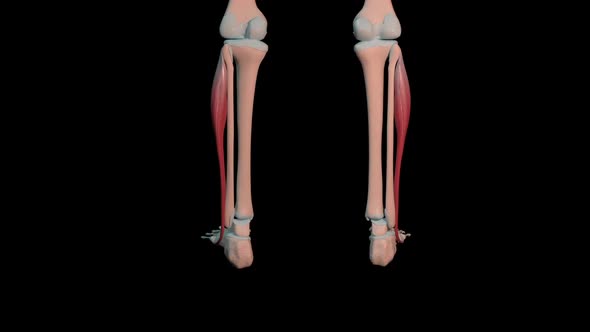 Fibularis Longus Muscles Full Roration Loop alt